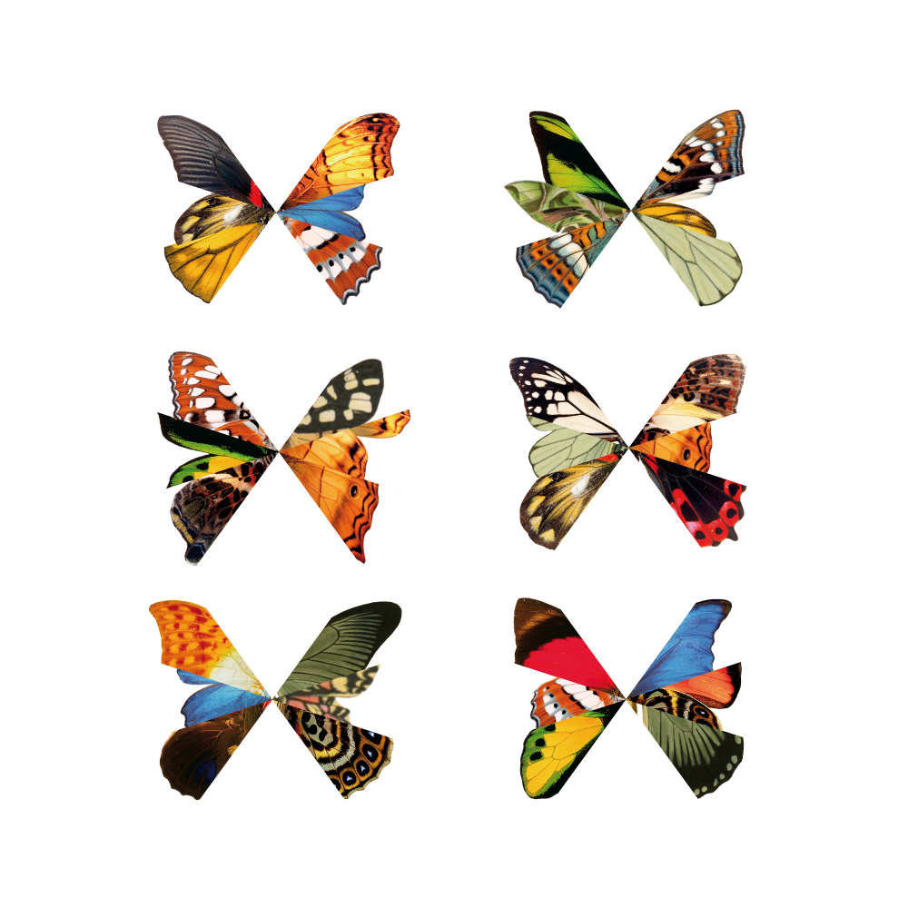 Wings 1