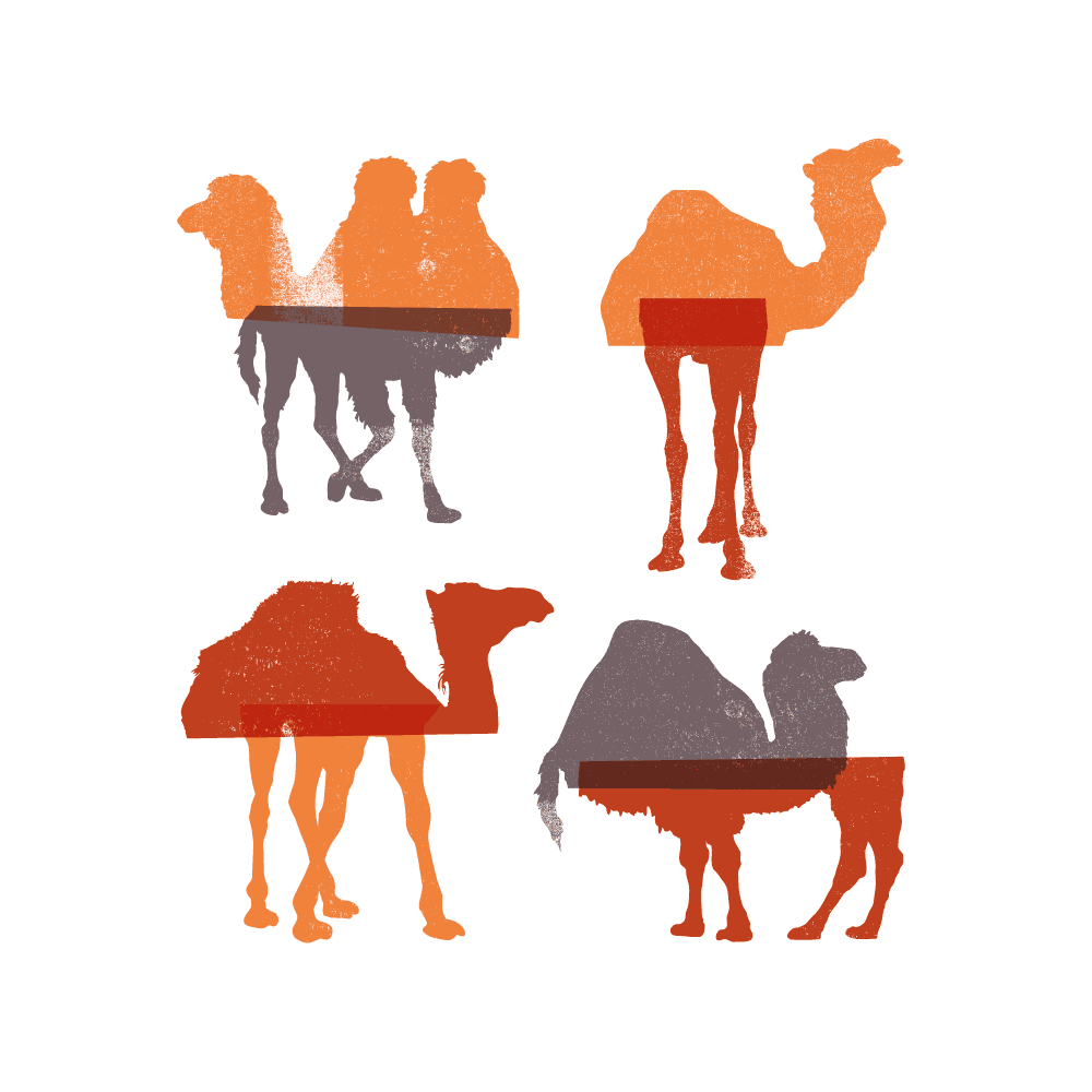 We camel in peace